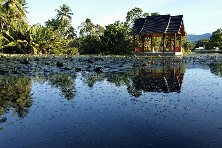 Botanischer Garten in Cairns.