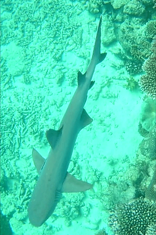 Riffhai beim Schnorcheln im Great Barrier Reef.