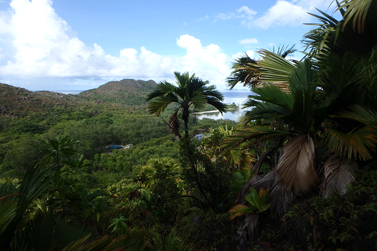 Eindrucksvolle Coco de mer-Landschaft in den Höhen von Curieuse; diese Palmenart kommt auf der ganzen Welt nur hier und der Nachbarinsel Praslin vor.