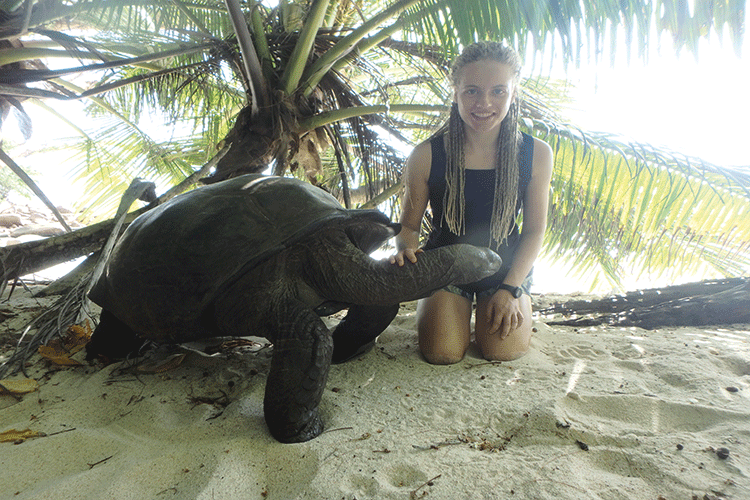 Treffen einer beeindruckenden Riesenschildkröte am Strand.