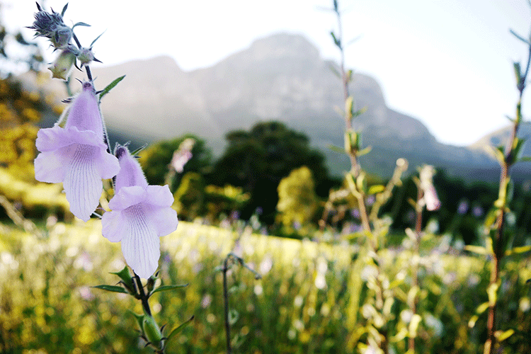 Natur in ihrer schönsten Form (und der Tafelberg als ständiger Begleiter im Hintergrund).