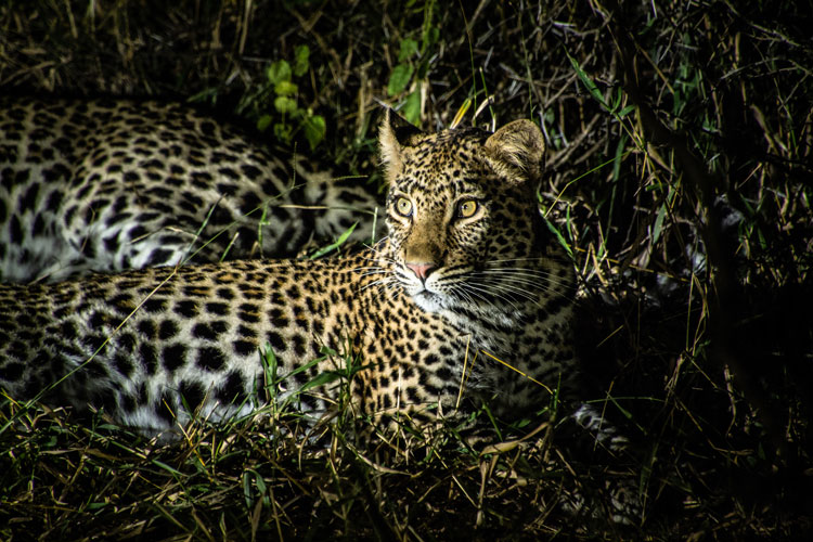 Leopard bei Nacht