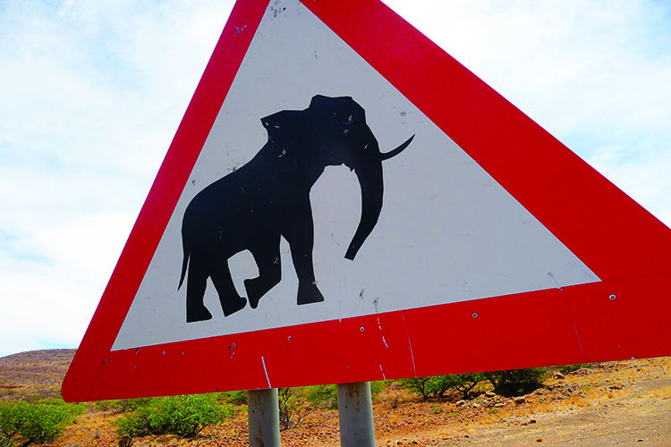 Namibia ist die Heimat der Wüsten-Elefanten, von denen es weltweit nur etwa 600 Tiere gibt.
