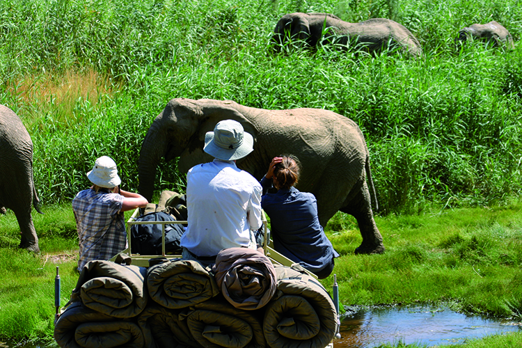 In der Patrol Week beobachtest du Elefantenherden, ihre Bewegungen und ihr Sozialverhalten.