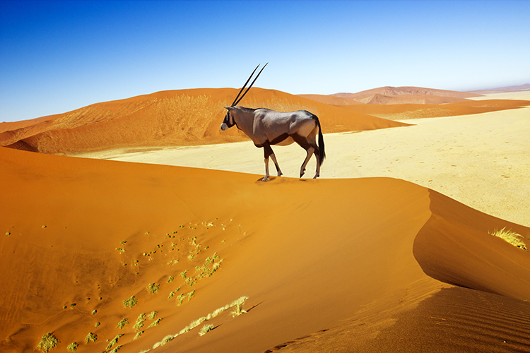 Einige Dünen im Sossusvlei sind bis zum 300m hoch - ein anstrengender Weg nach oben, aber dieser Oryx-Antilope scheint der Ausblick die Mühe wert zu sein.