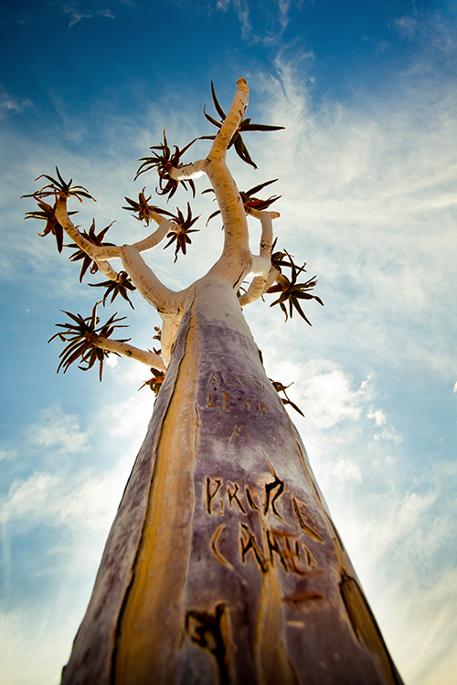 Der Köcherbaum ist das Wahrzeichen Namibias. Er kann bis zu 400 Jahre alt werden, wächst aber erst ab etwa 20 Jahren in die Höhe und bildet Äste aus.