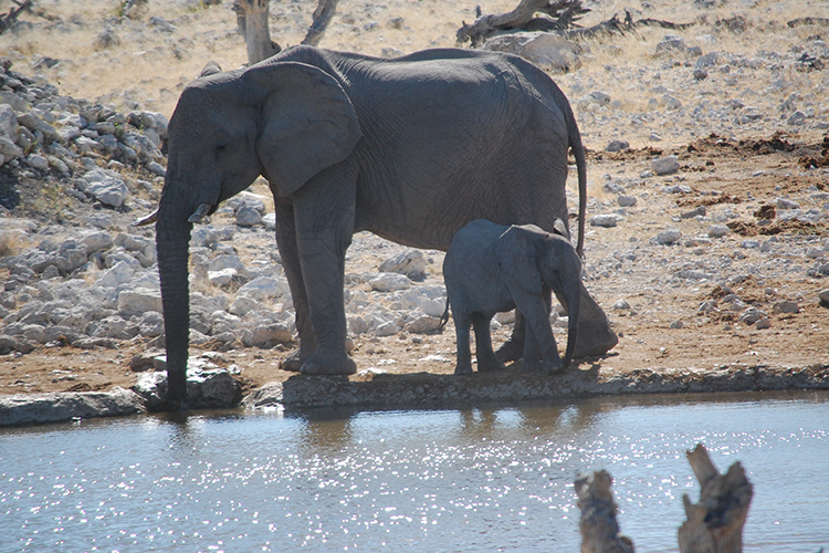 Wasserlöcher sind ein beliebter Treffpunkt. Nicht nur Elefanten, sondern auch Gnus, Zebras und Antilopen teilen sich hier friedlich das wertvolle Lebenselixier.