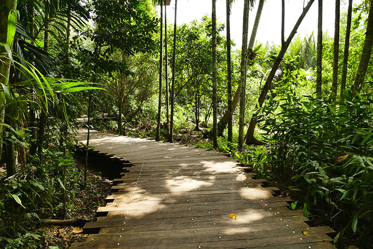 Hier wandert ihr durch dichte Mangrovenwälder