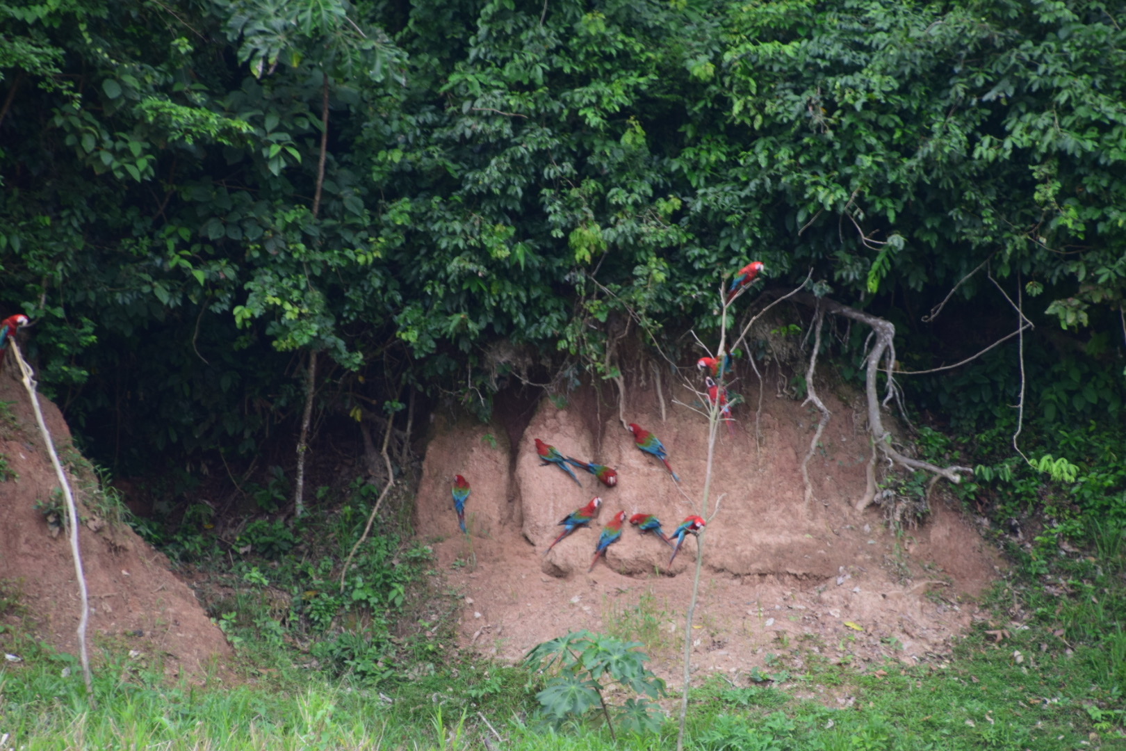 Papageienlecke am Amazonas.