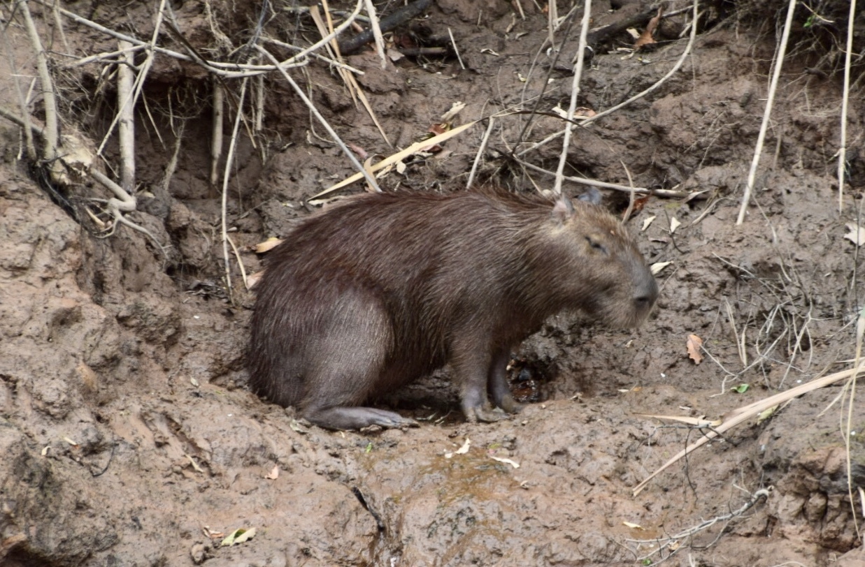 Ein Capivara.