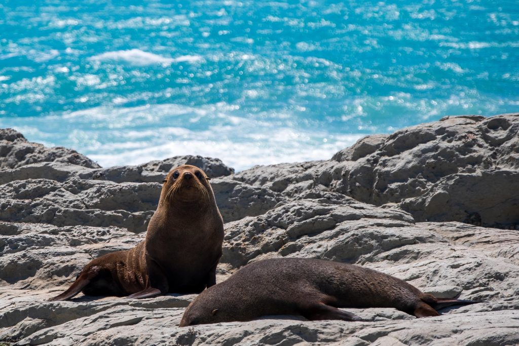 Seehunde in Kaikoura