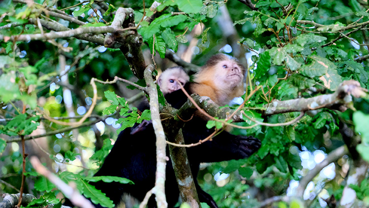 Eine Affenmama mit ihrem Baby